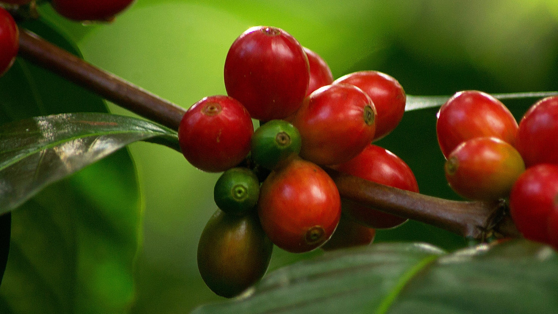 coffee cherry in coffee farm