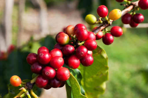 Coffee Processing After Harvesting