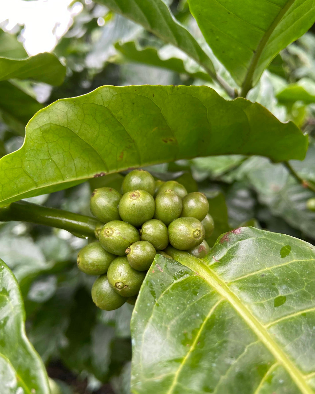 Coffee Cherry Photograph