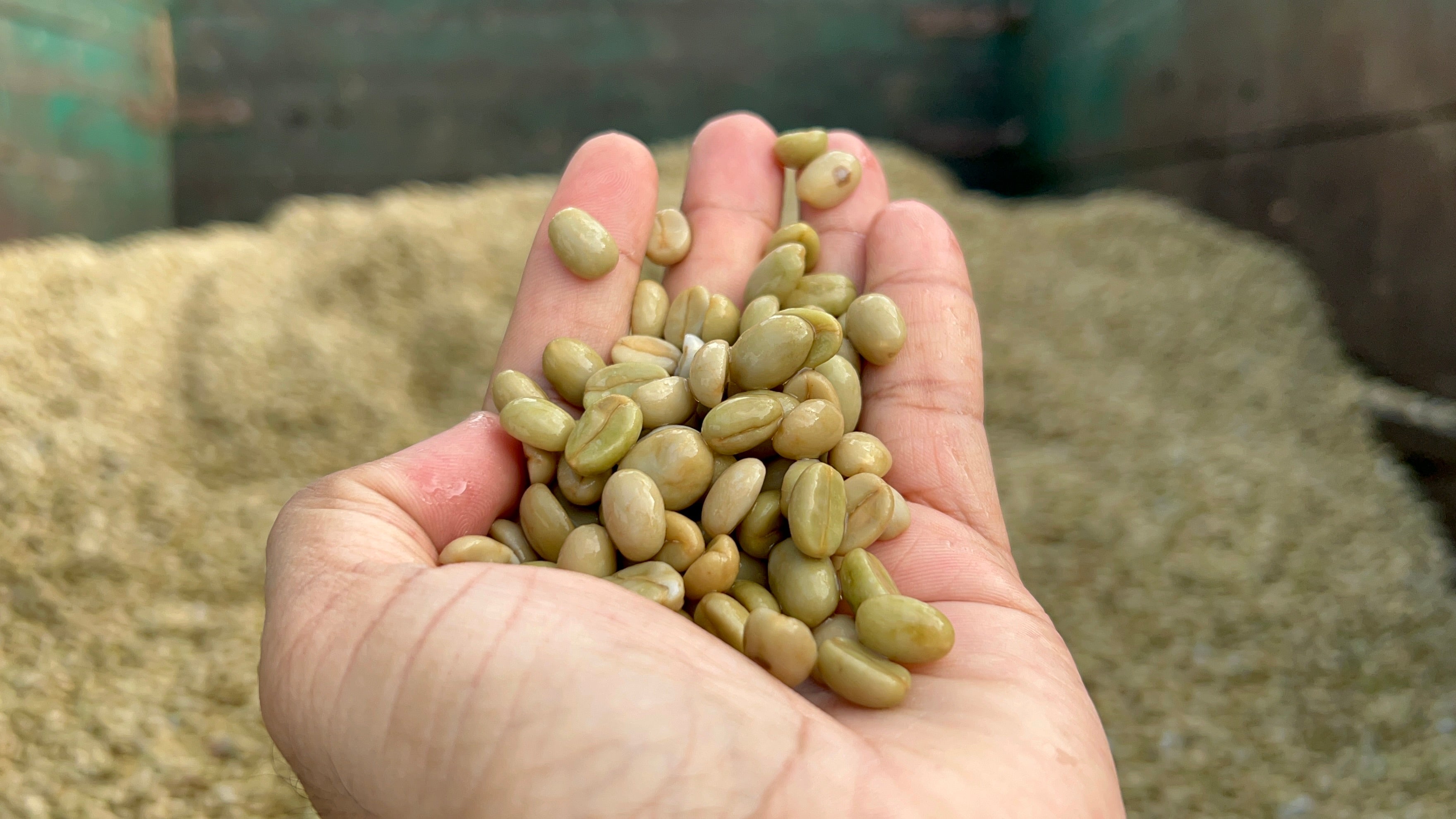 WASH PROCESSED COFFEE