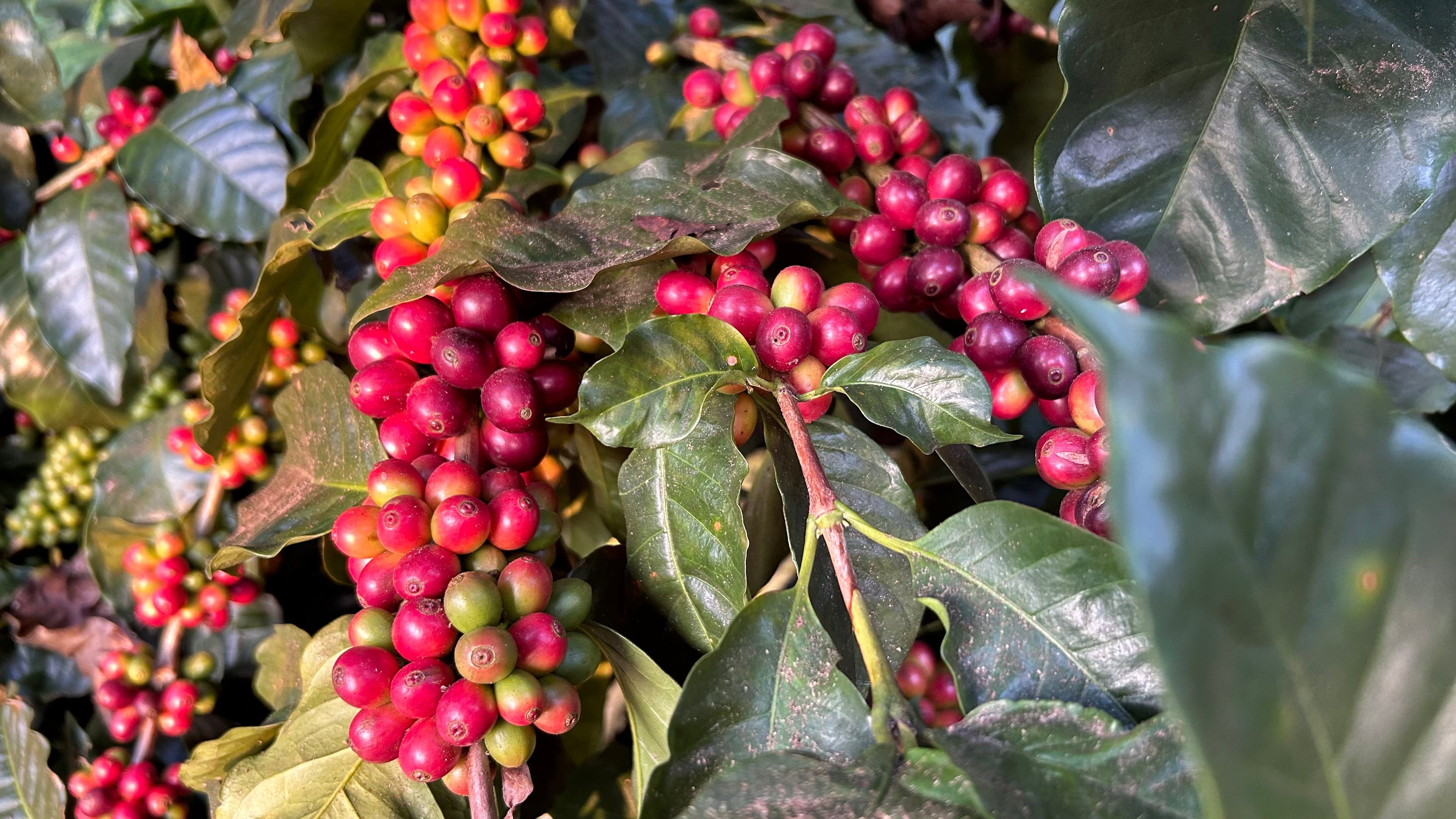 SINGLE ORIGIN COFFEE