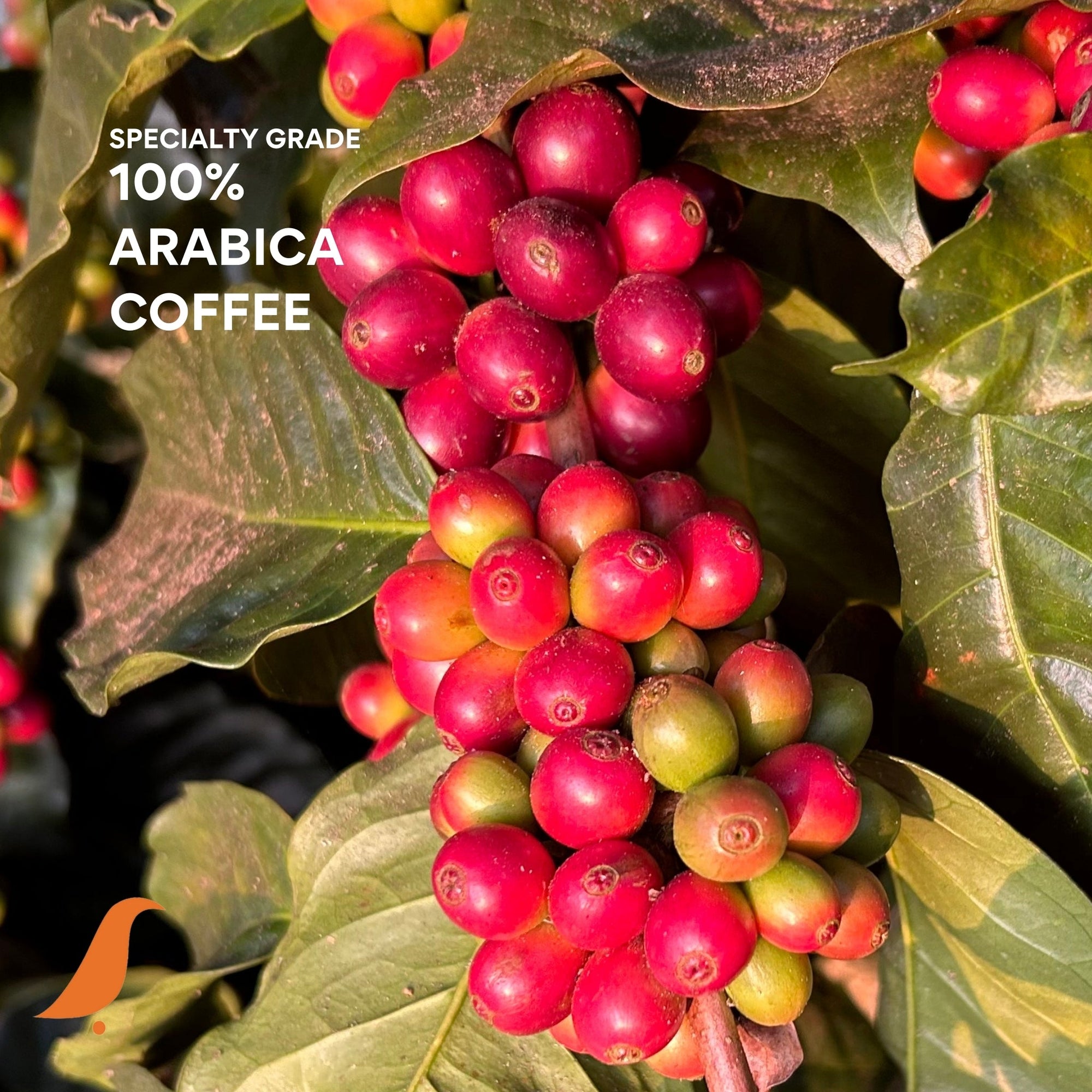SENSE - CRAFT BLEND - NATURALS - 100% ARABICA
