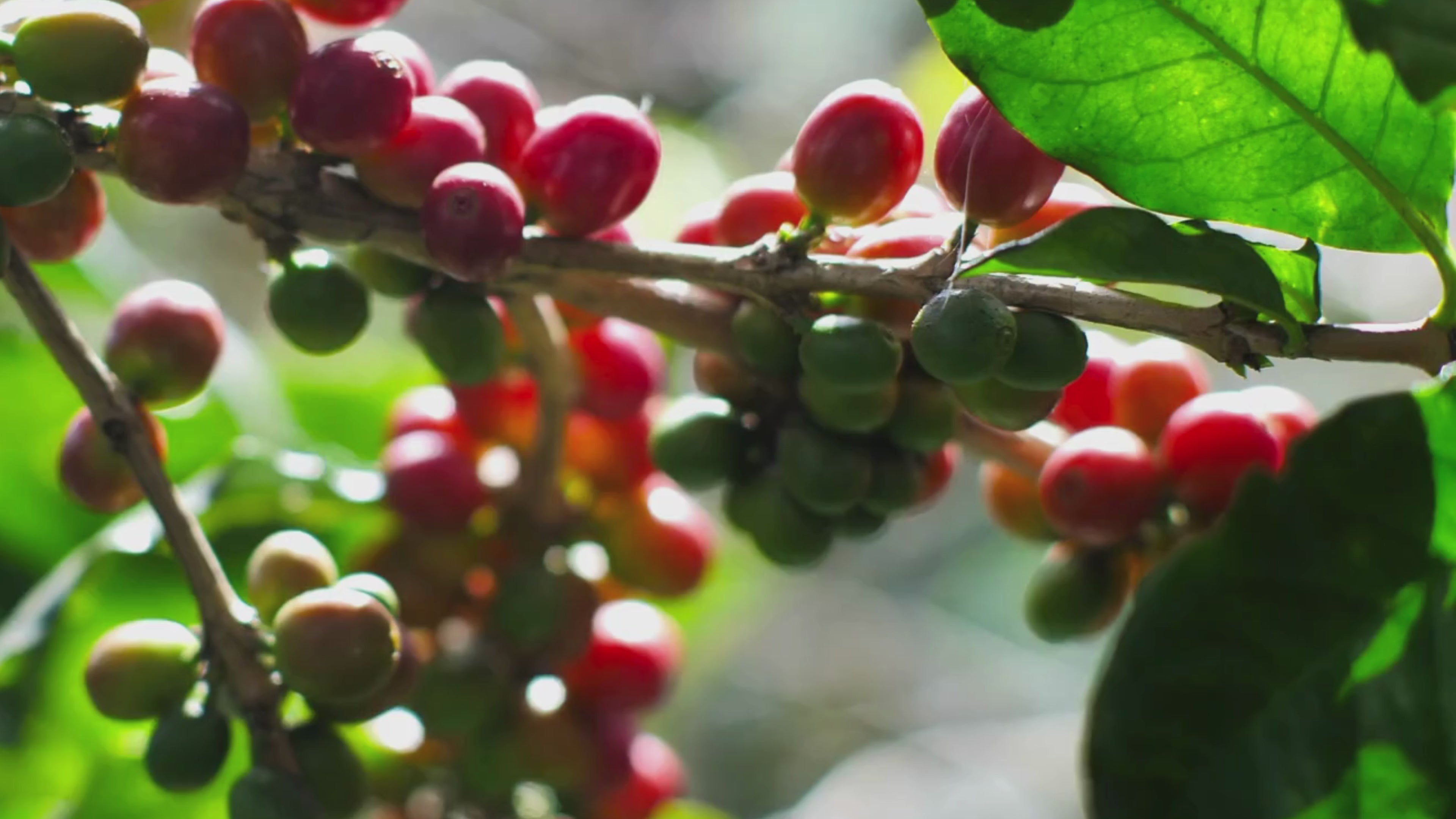 ripe coffee beans in coffee farms